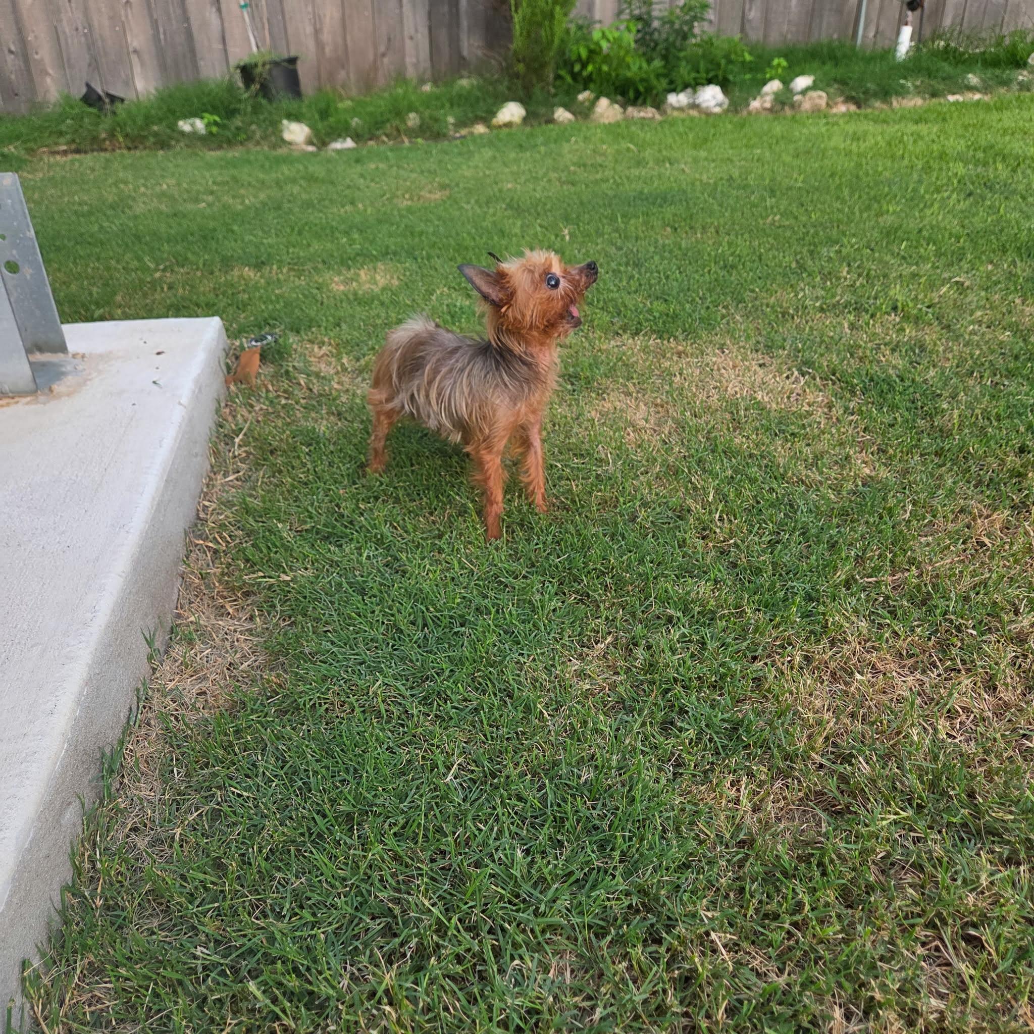 William Walton Goggins, a Adopted Yorkshire Terrier in Austin, TX image 3/5