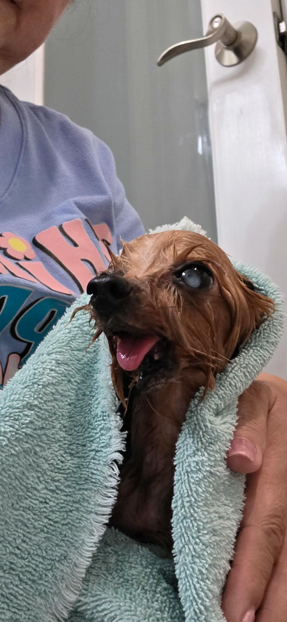 William Walton Goggins, a Adopted Yorkshire Terrier in Austin, TX image 4/5
