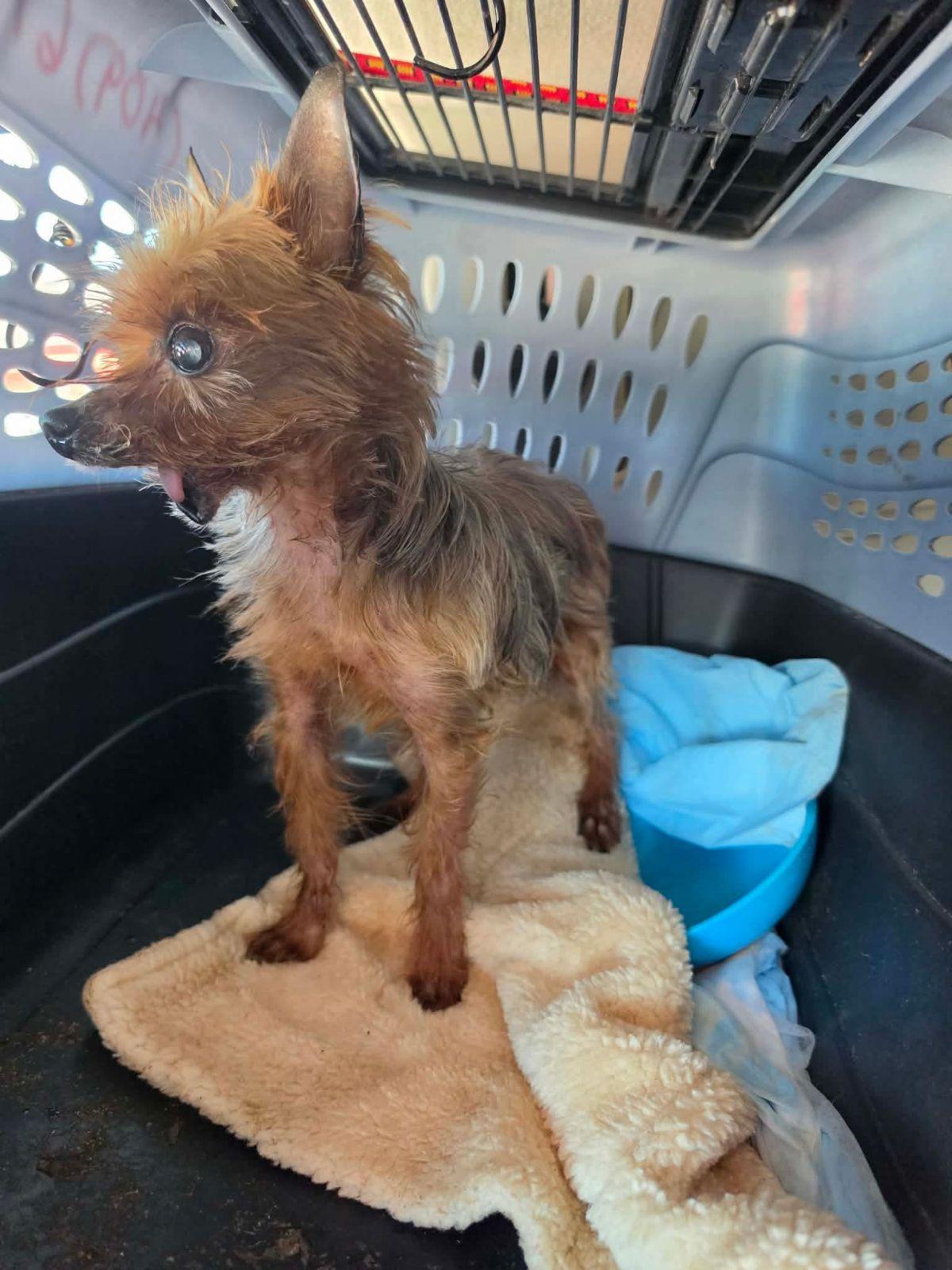William Walton Goggins, a Adopted Yorkshire Terrier in Austin, TX image 5/5
