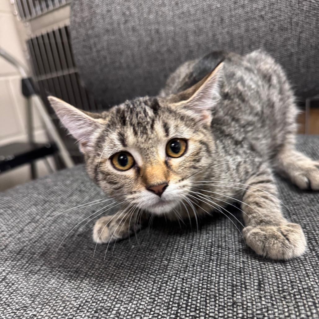Leggings 26757, Adoptable, Kitten Female Domestic Short Hair.