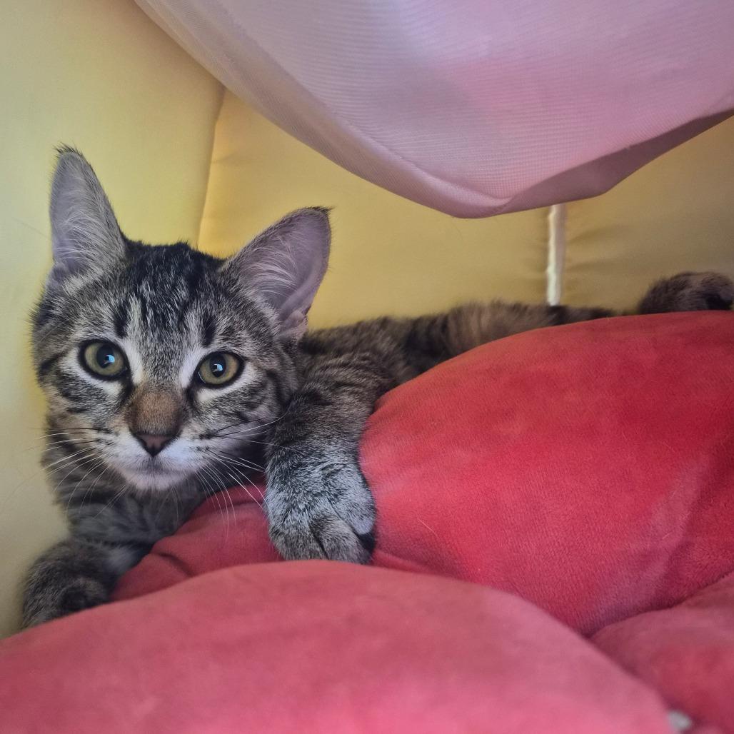 Leggings 26757, a Adoptable Domestic Short Hair in Middleburg, FL image 2/2