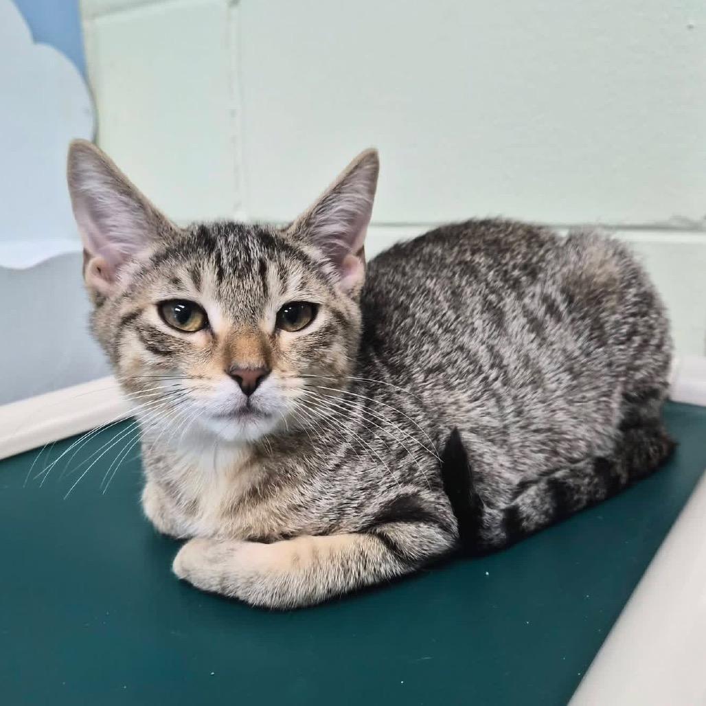 Enlarge Leggings 26757, a Adoptable Domestic Short Hair in Middleburg, FL image 3/3