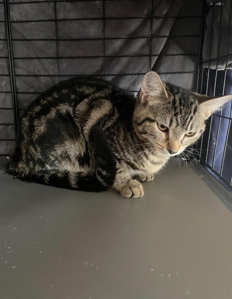 Magnolia, Adoptable, Young Female Domestic Short Hair.