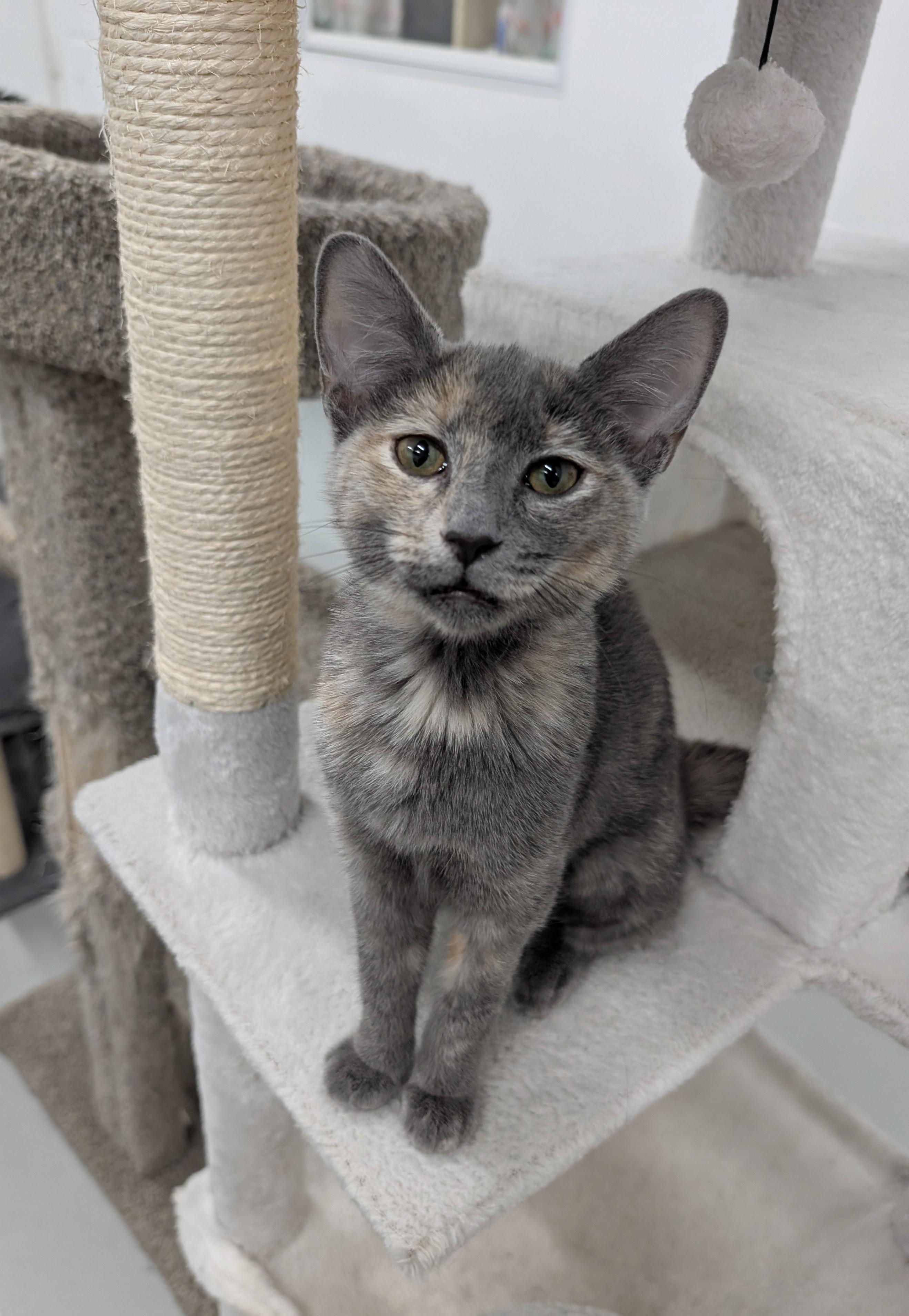 Bebe
