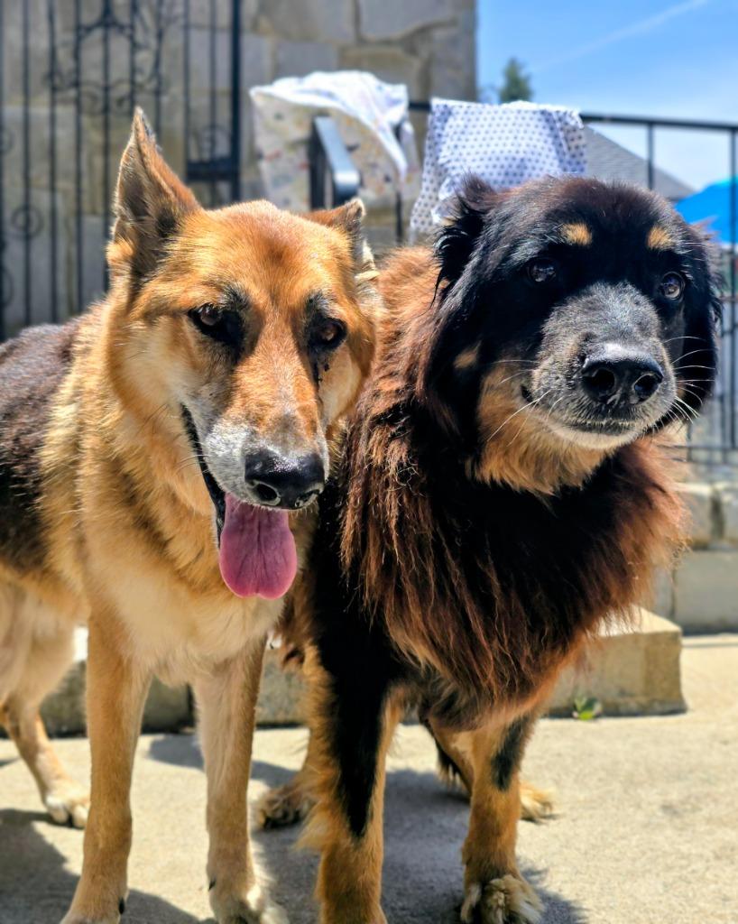 Tita, Adoptable, Senior Female German Shepherd Dog.