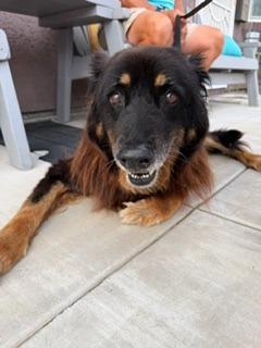 Enlarge Tita, a Adoptable German Shepherd Dog in El Cajon, CA image 2/6