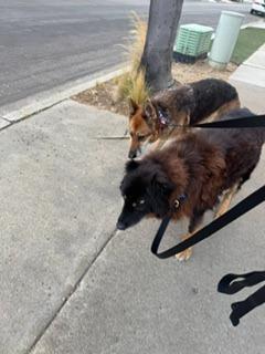 Enlarge Tita, a Adoptable German Shepherd Dog in El Cajon, CA image 3/6