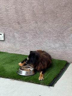 Enlarge Tita, a Adoptable German Shepherd Dog in El Cajon, CA image 5/6