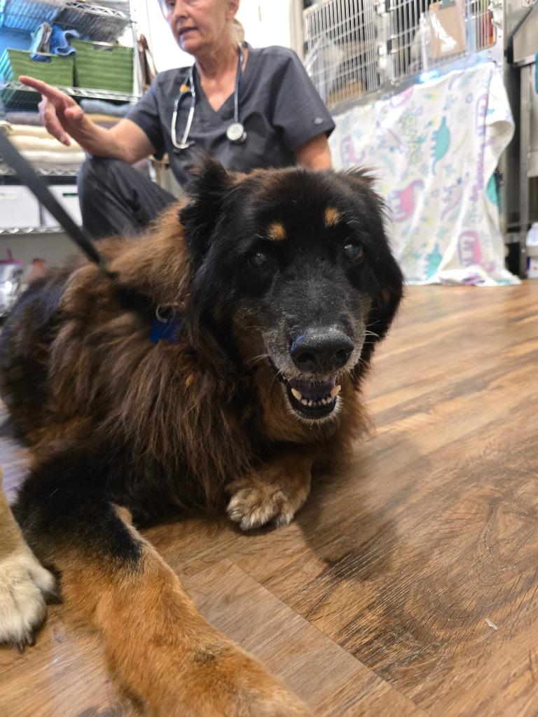 Enlarge Tita, a Adoptable German Shepherd Dog in El Cajon, CA image 6/6