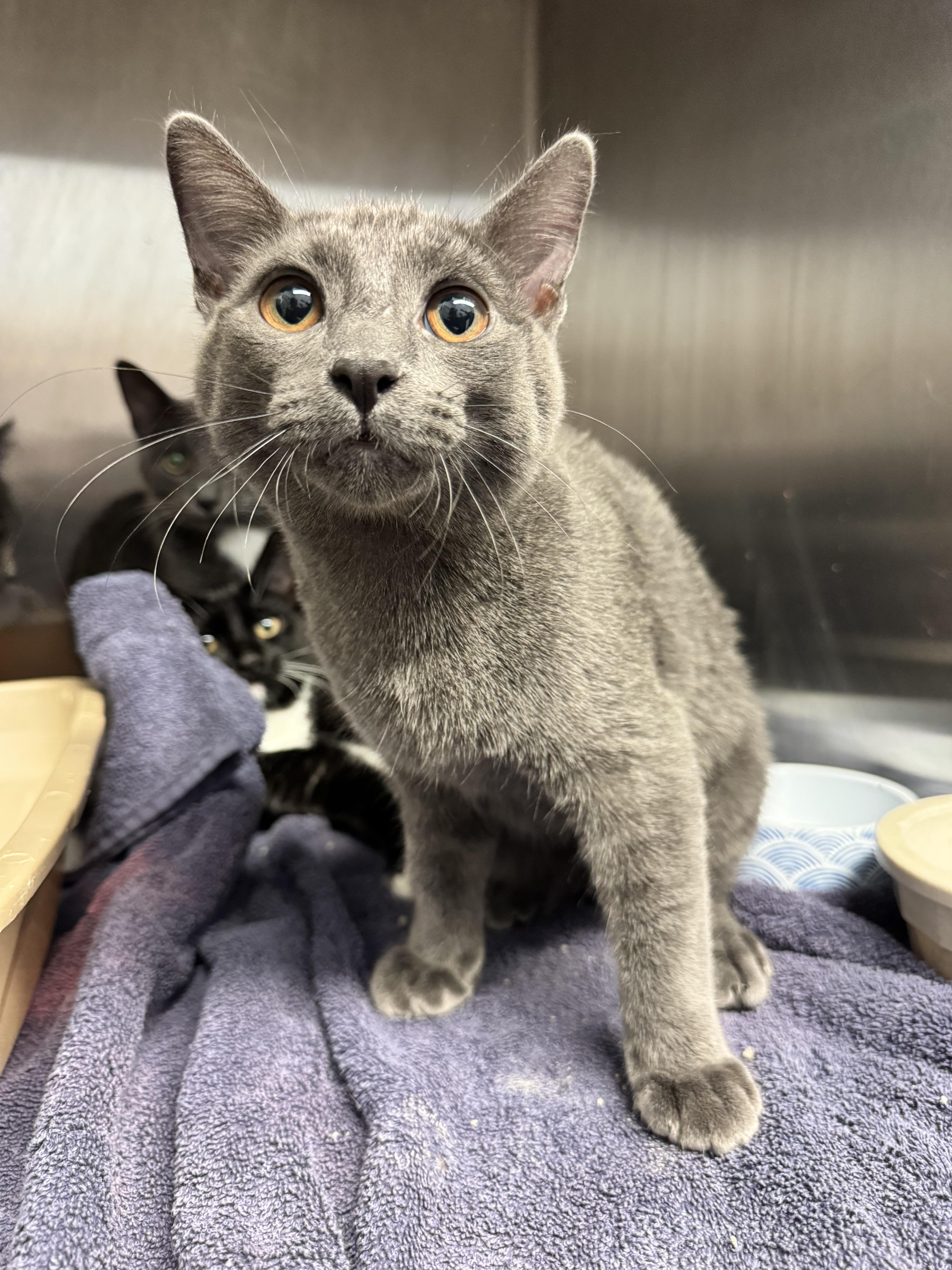 Sprig, Adopted, Young Male Domestic Short Hair.
