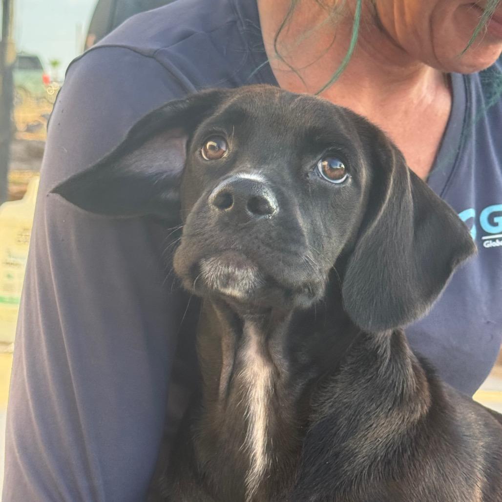 Enlarge Kane, a Adoptable Mixed Breed in Tonopah, AZ image 2/6