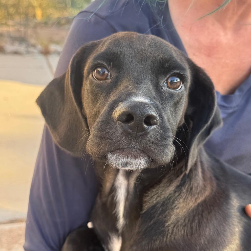 Enlarge Kane, a Adoptable Mixed Breed in Tonopah, AZ image 3/6