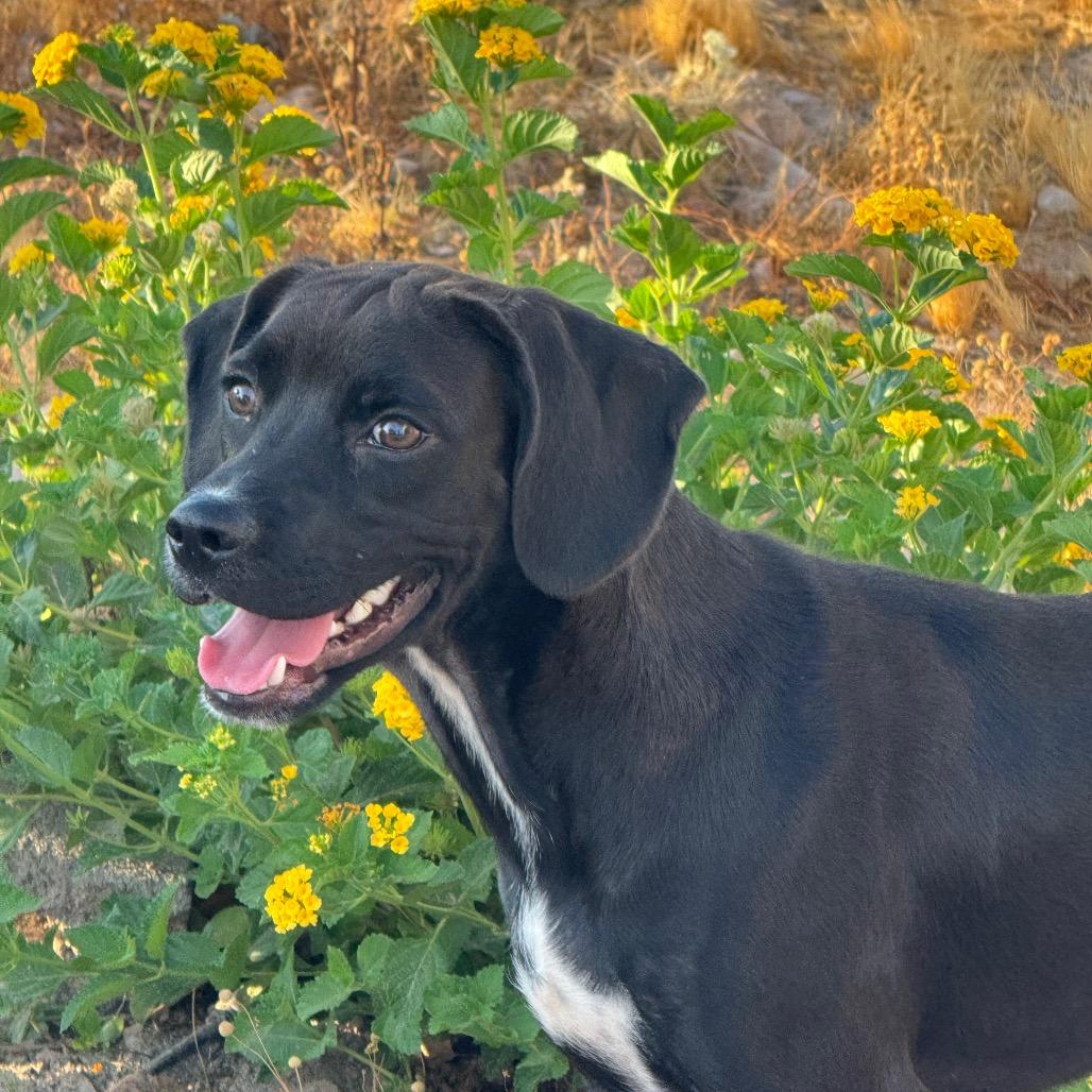 Enlarge Kane, a Adoptable Mixed Breed in Tonopah, AZ image 1/6