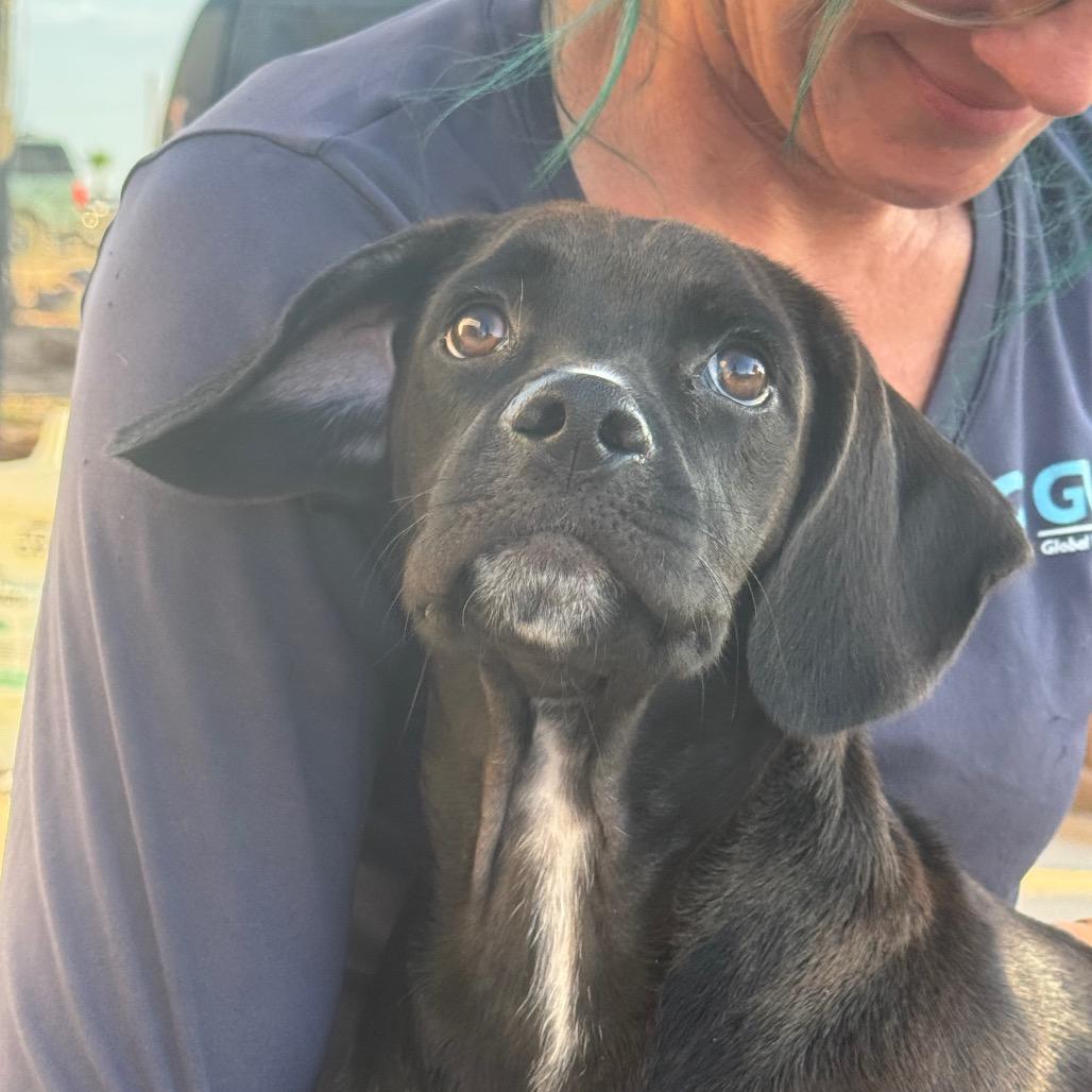 Enlarge Kane, a Adoptable Mixed Breed in Tonopah, AZ image 4/6