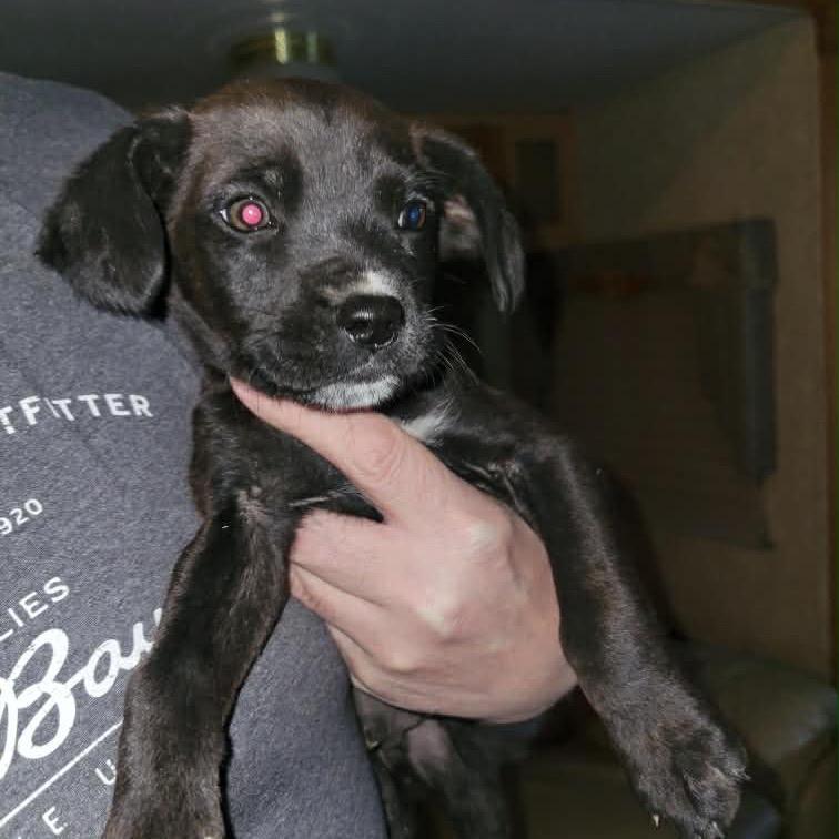 Kane, a Adoptable mixed breed in Tonopah, AZ image 2/2