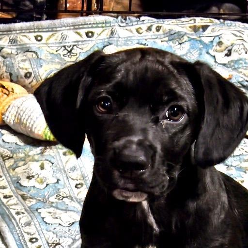Kane, Adoptable, Puppy Male Mixed Breed & Black Labrador Retriever.