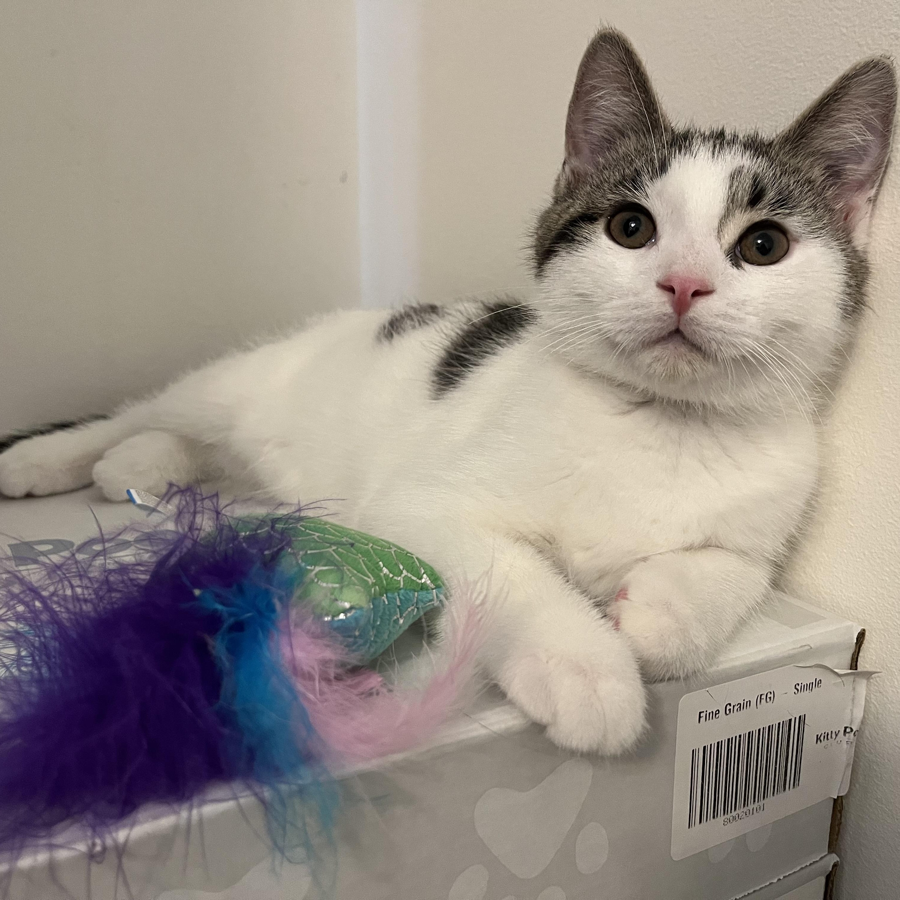 Enlarge Cornelius, a Adoptable mixed breed in Massillon, OH image 2/6