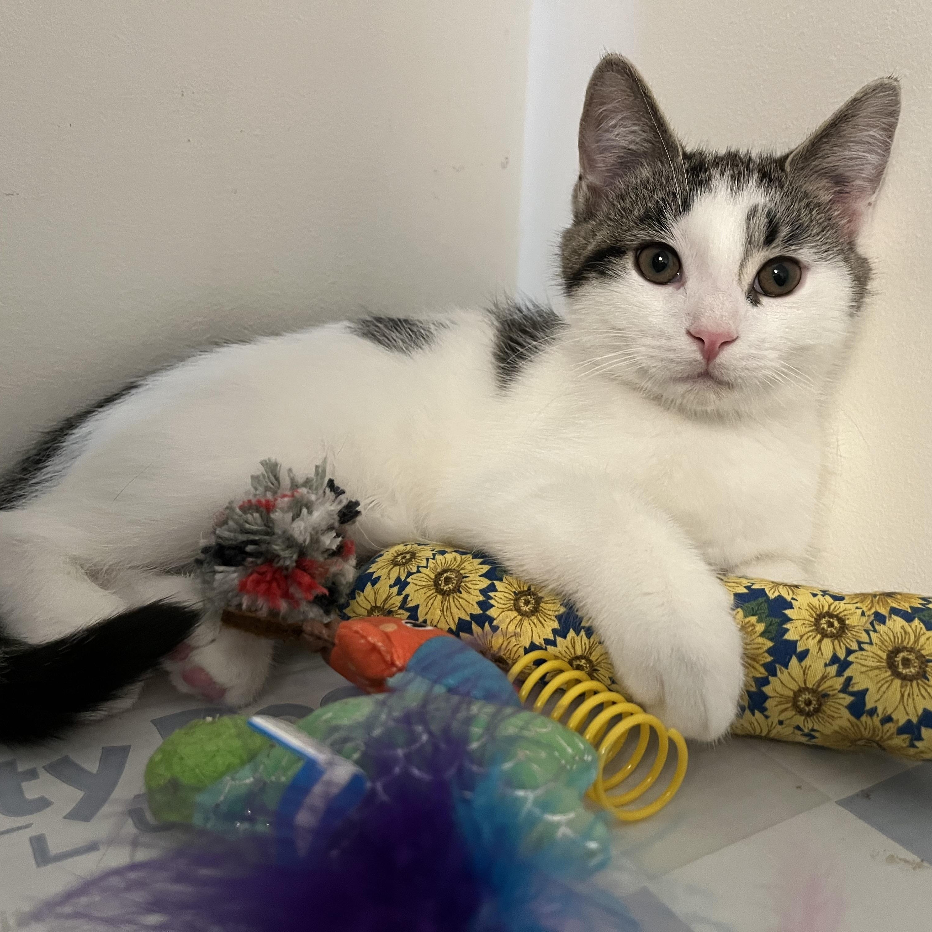 Cornelius, Adoptable, Kitten Male Domestic Short Hair.