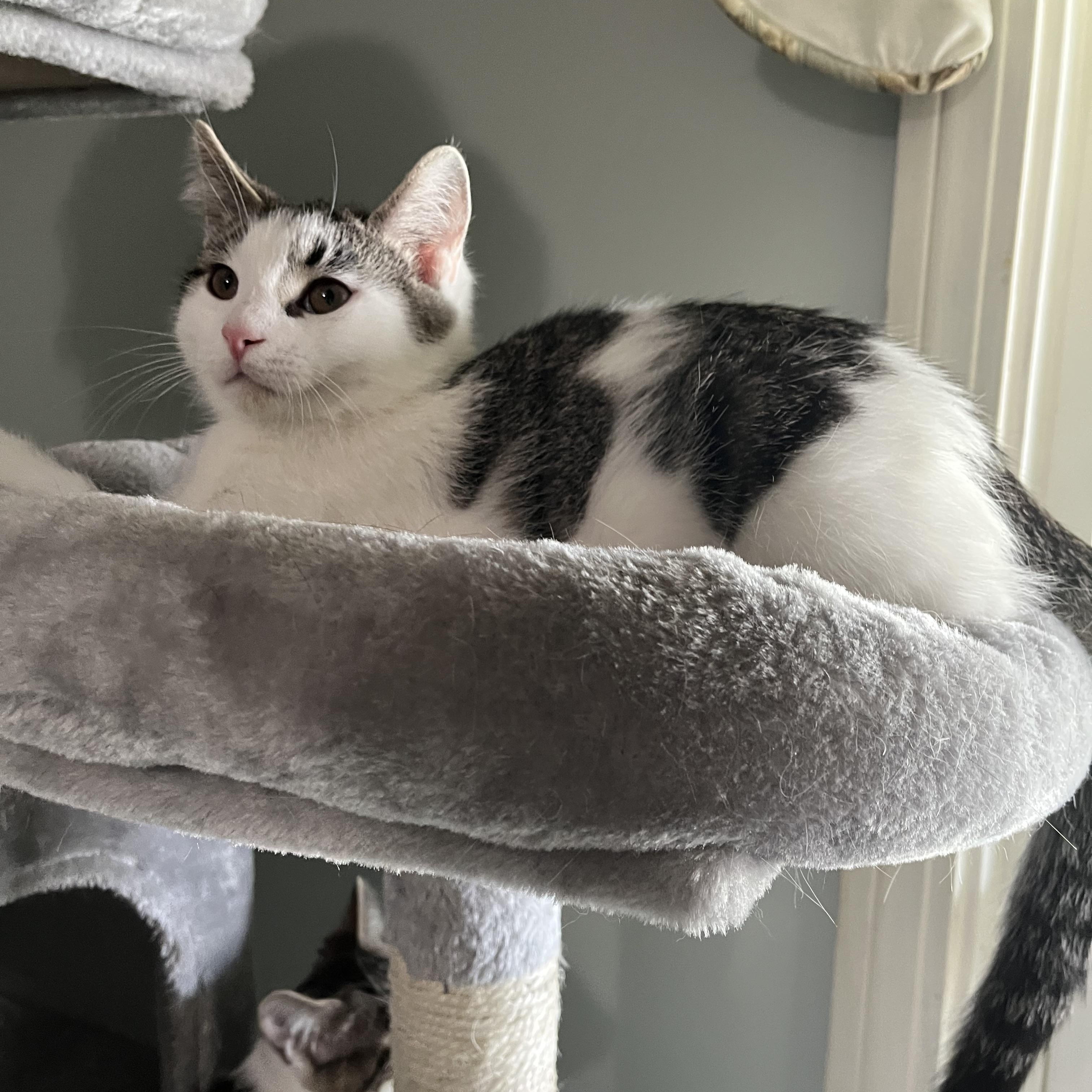 Enlarge Cornelius, a Adoptable mixed breed in Massillon, OH image 4/6