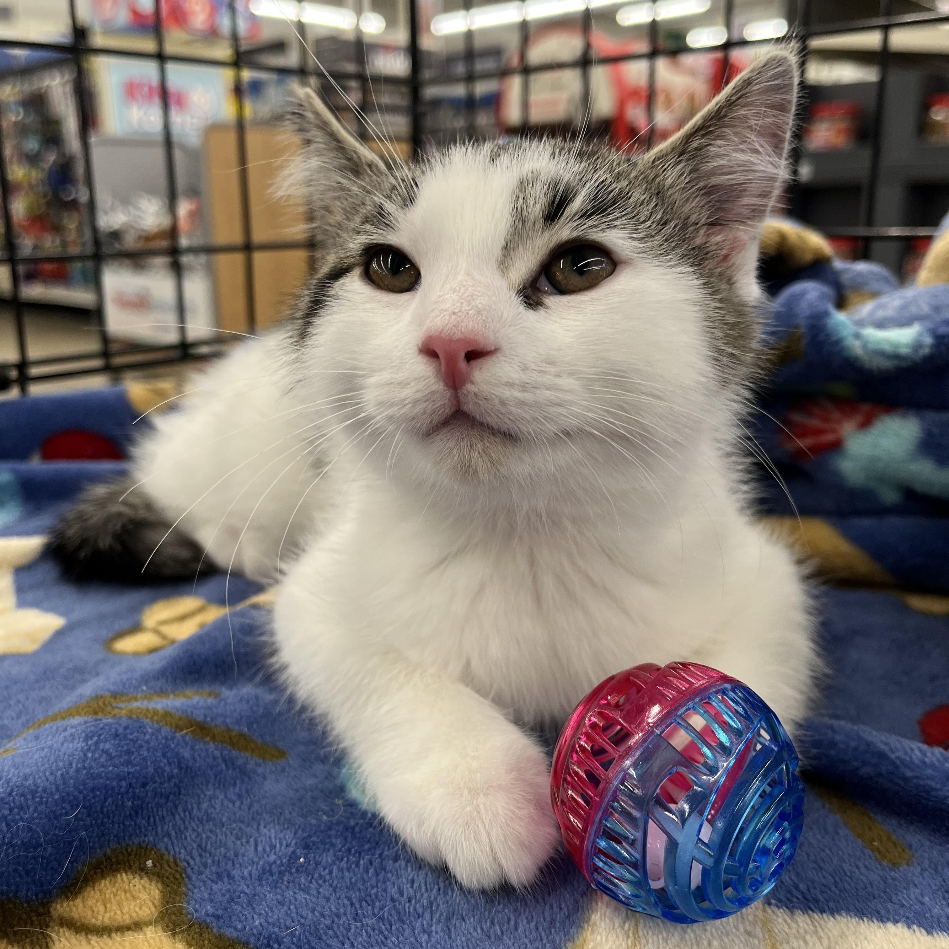 Enlarge Cornelius, a Adoptable mixed breed in Massillon, OH image 3/6