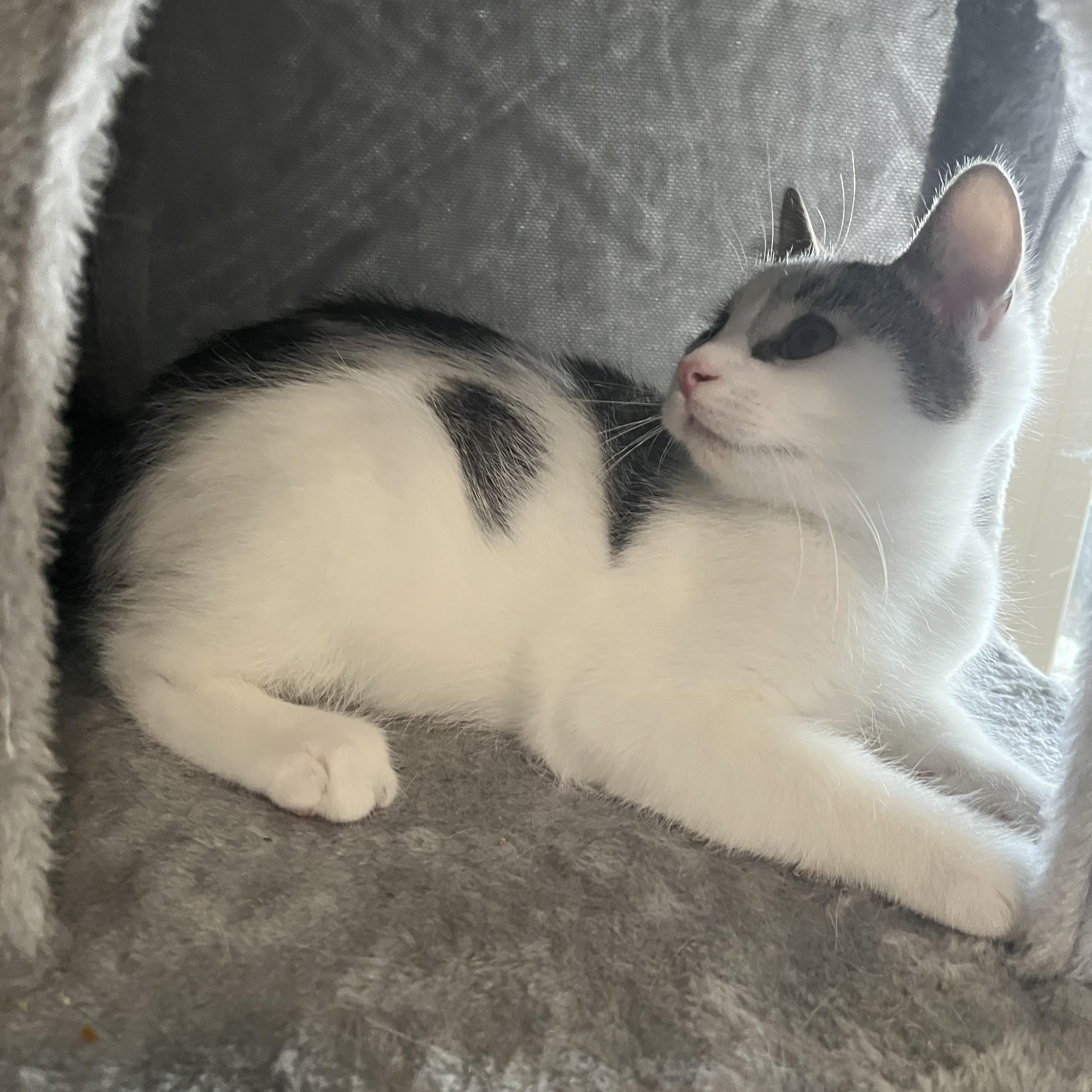 Enlarge Cornelius, a Adoptable mixed breed in Massillon, OH image 6/6