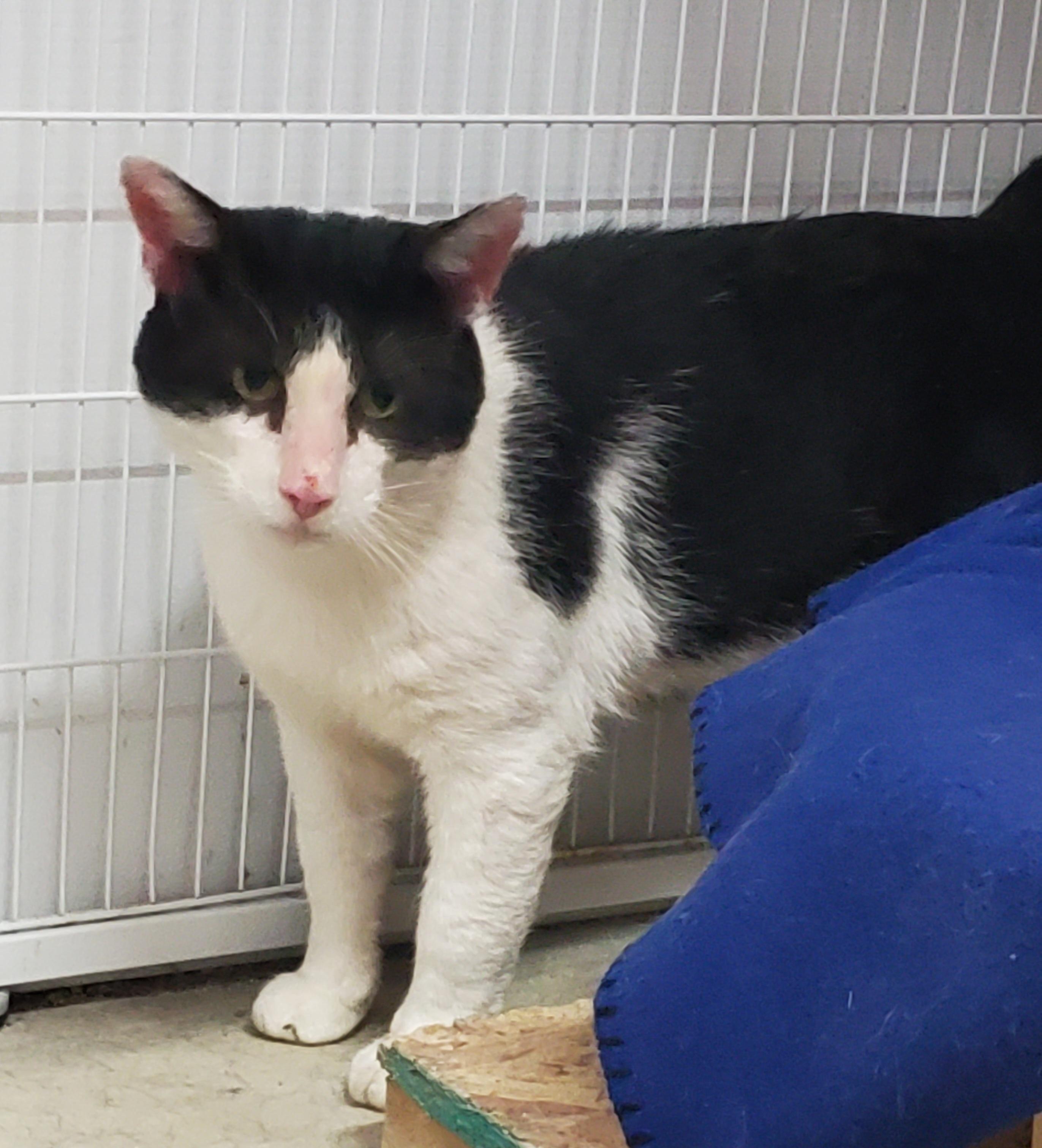 Tux, Adult Male unknown