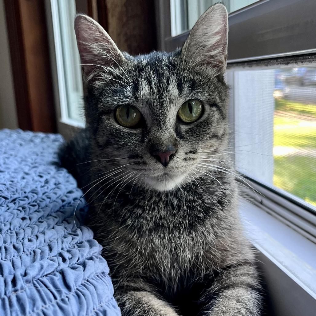 Forklift, Adoptable, Young Female Domestic Short Hair.