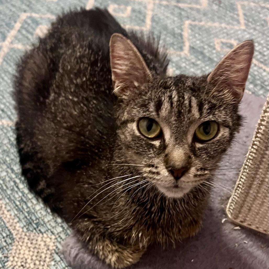 Forklift, Adoptable, Young Female Domestic Short Hair.