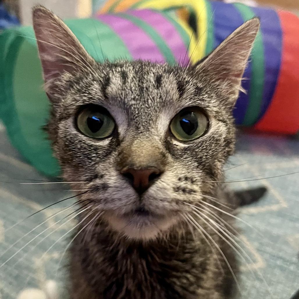 Enlarge Forklift, a Adoptable Domestic Short Hair in Evanston, IL image 2/4