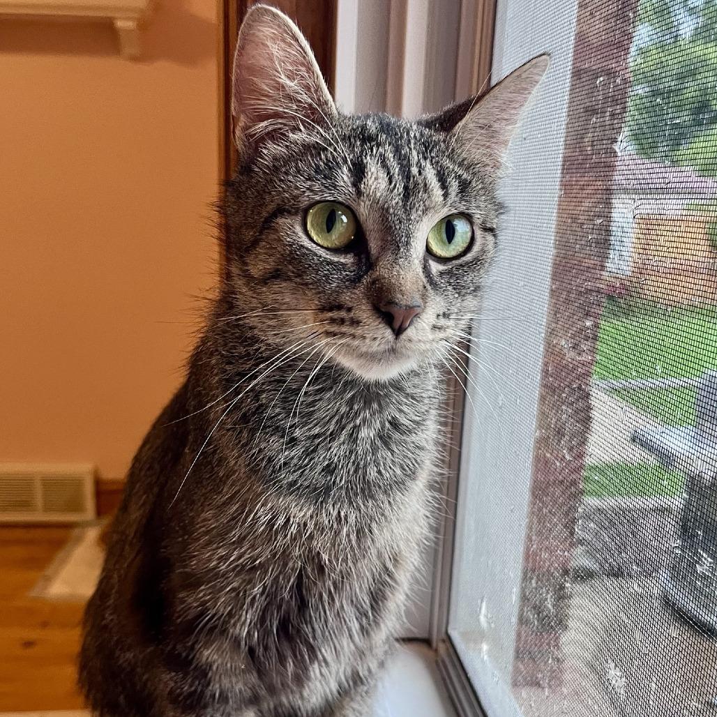 Forklift, a Adoptable Domestic Short Hair in Evanston, IL image 4/6