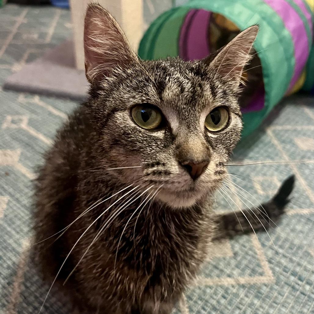 Enlarge Forklift, a Adoptable Domestic Short Hair in Evanston, IL image 3/4