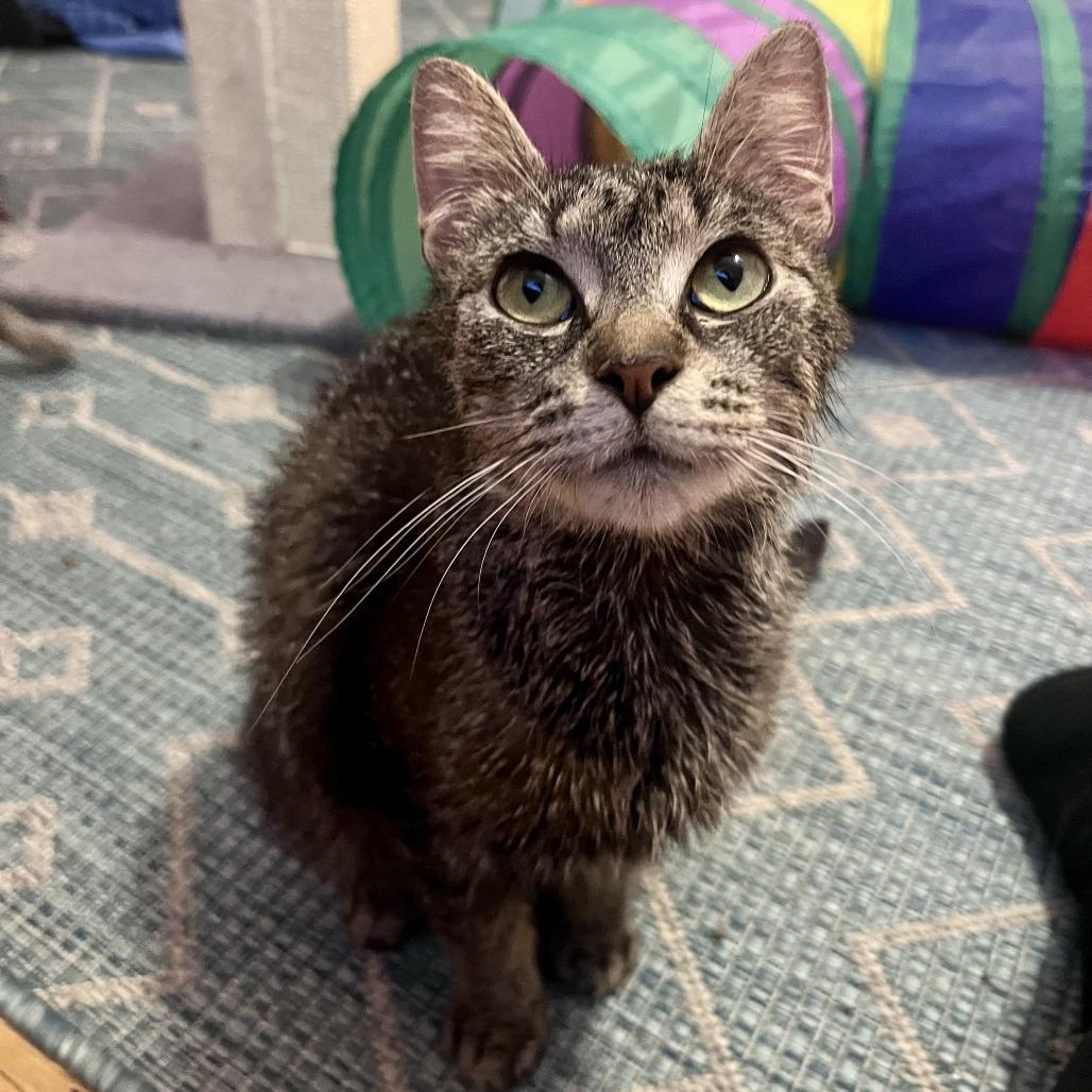 Enlarge Forklift, a Adoptable Domestic Short Hair in Evanston, IL image 4/4