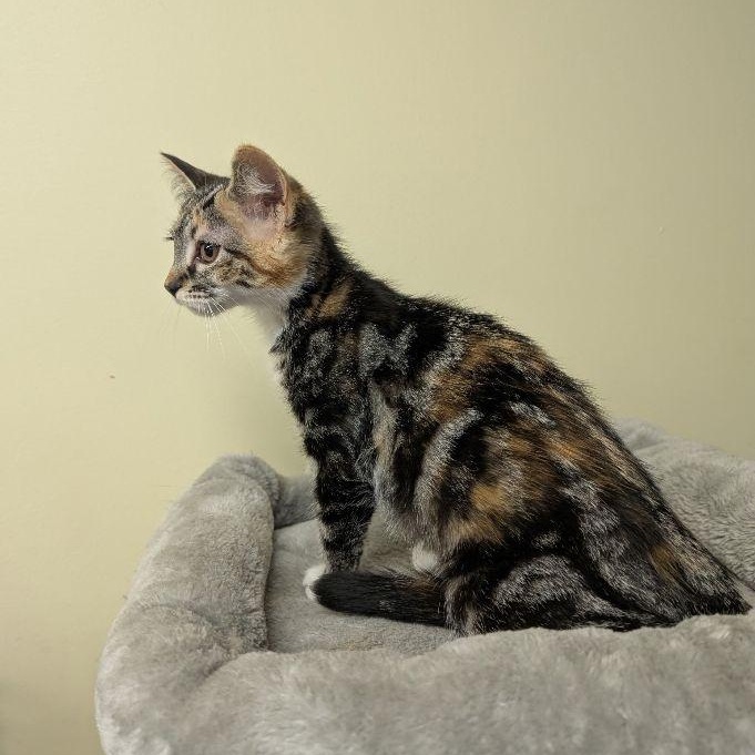 Sophie