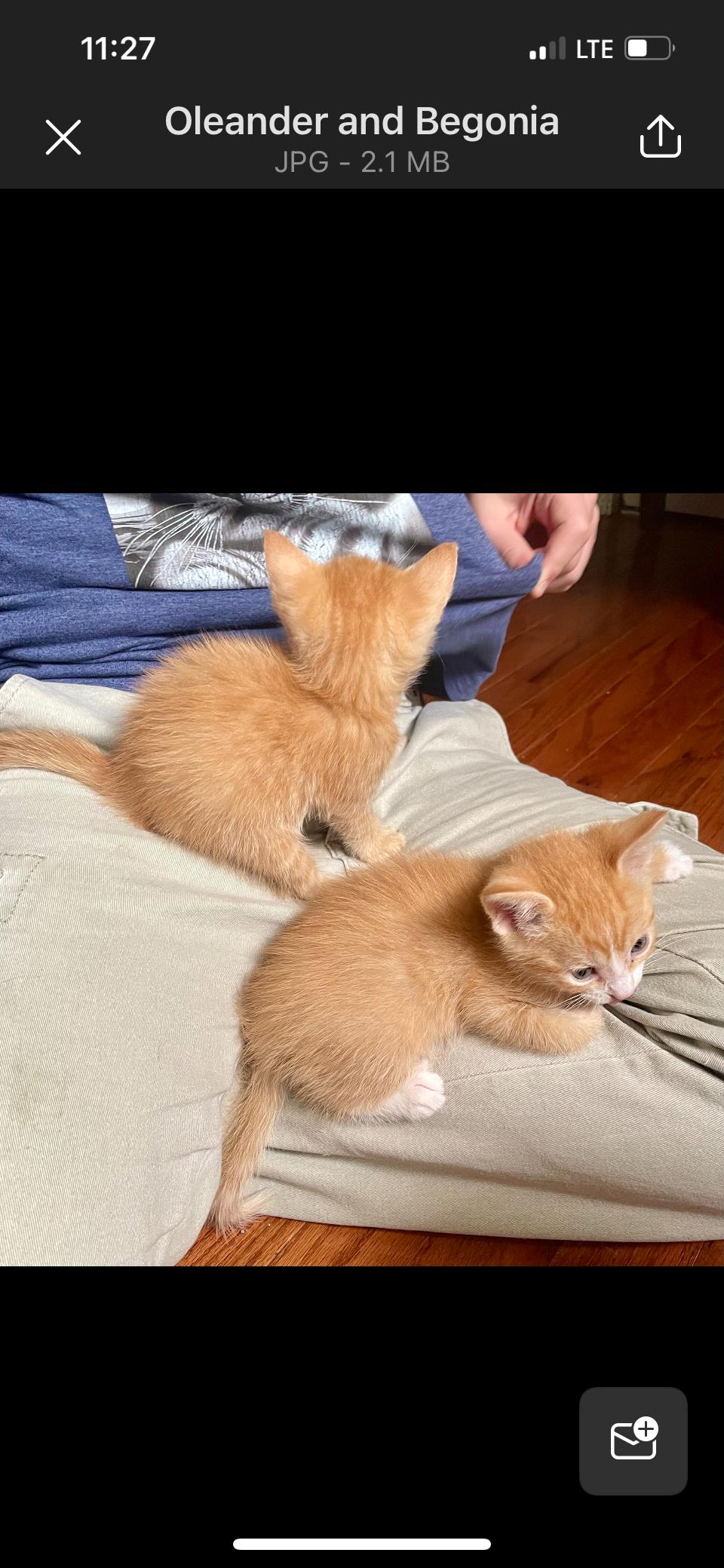 Zinnia, a Adoptable Domestic Short Hair in Cincinnati, OH image 1/4