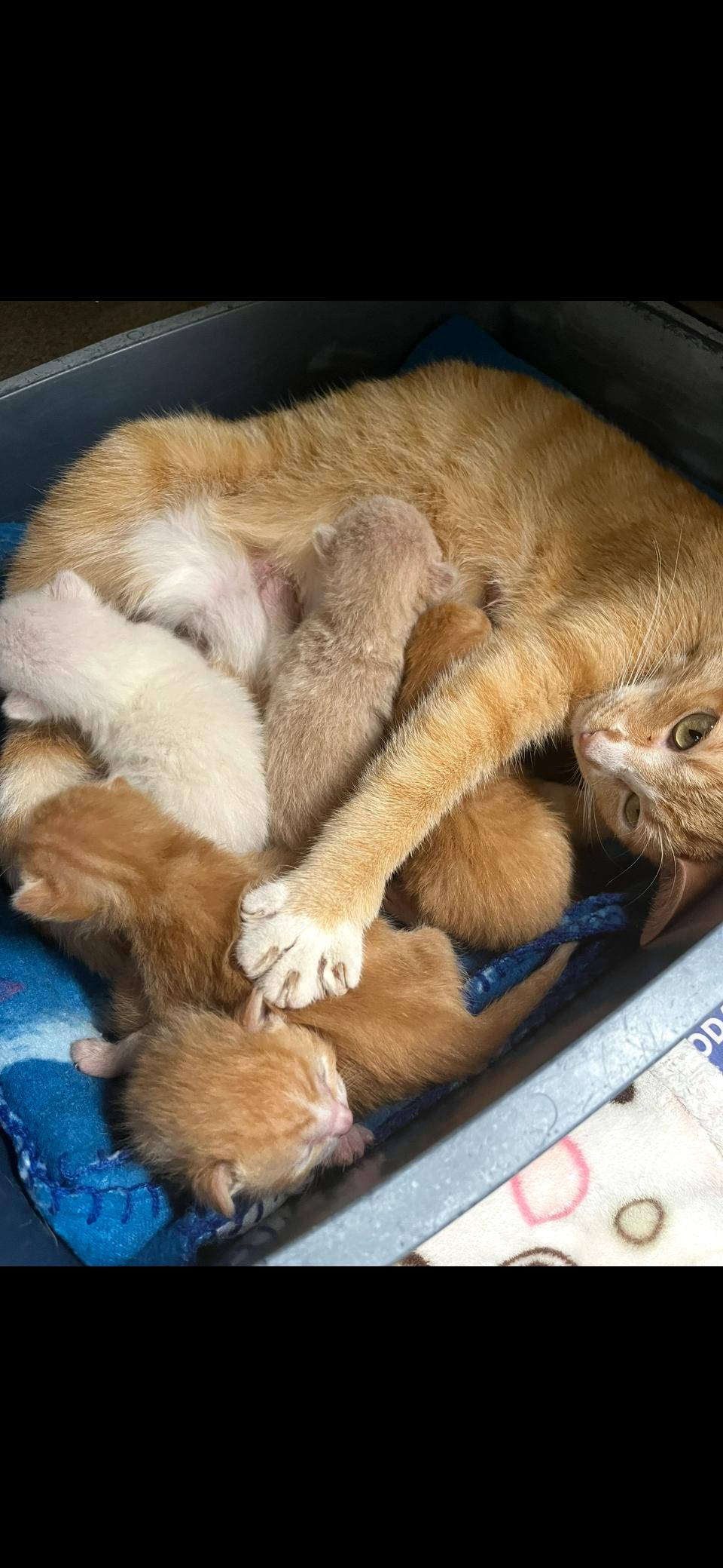 Zinnia, a Adoptable Domestic Short Hair in Cincinnati, OH image 3/4