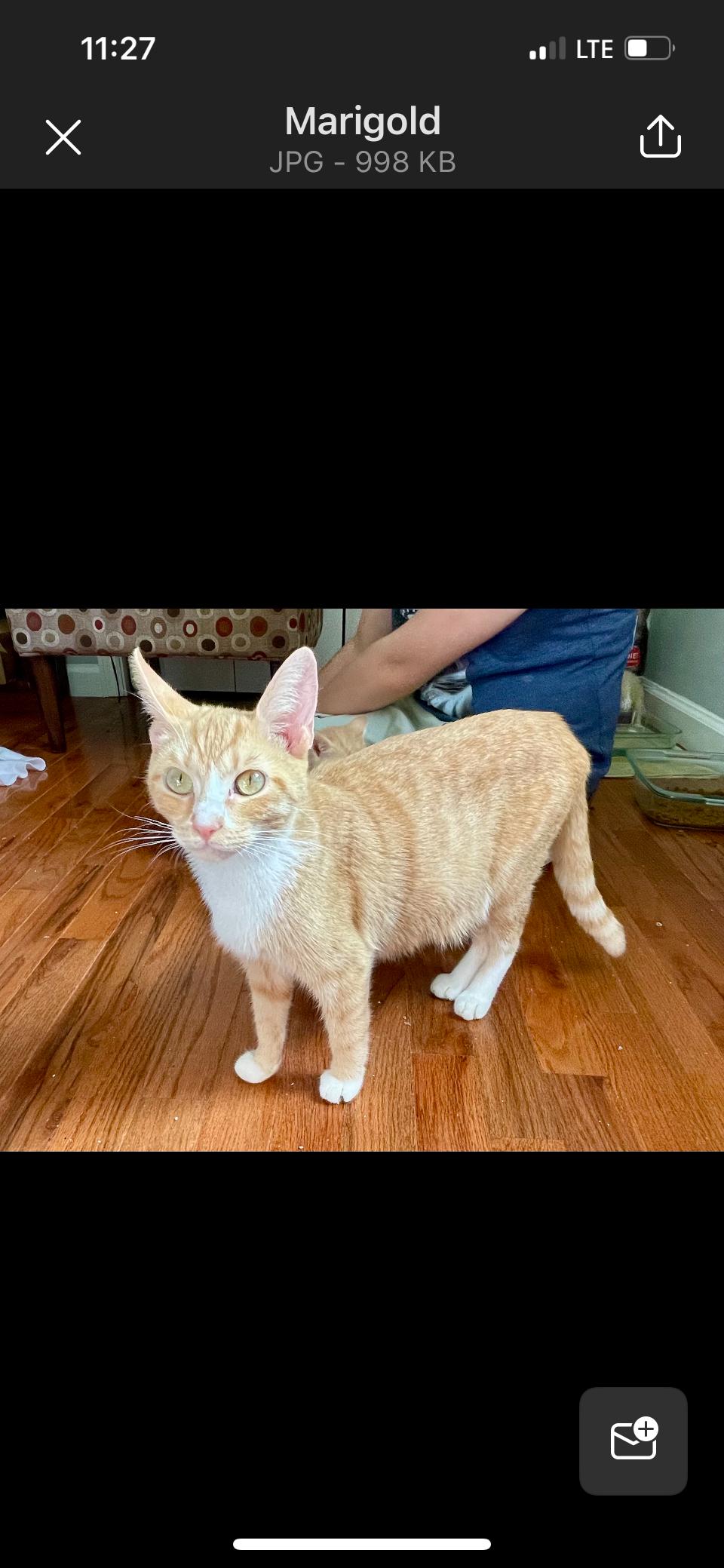 Zinnia, a Adoptable Domestic Short Hair in Cincinnati, OH image 4/4