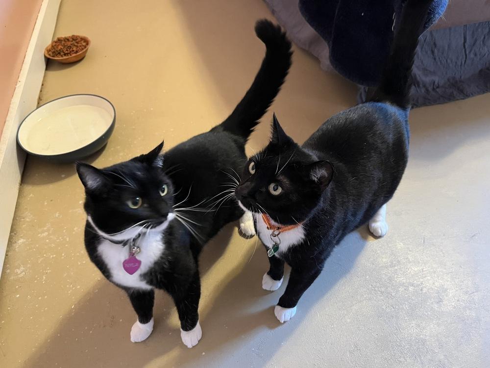 Charlie, Adoptable, Adult Female Domestic Short Hair.