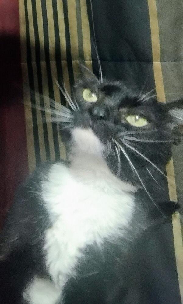 Enlarge Charlie, a Adoptable Domestic Short Hair in Salisbury, NC image 2/4