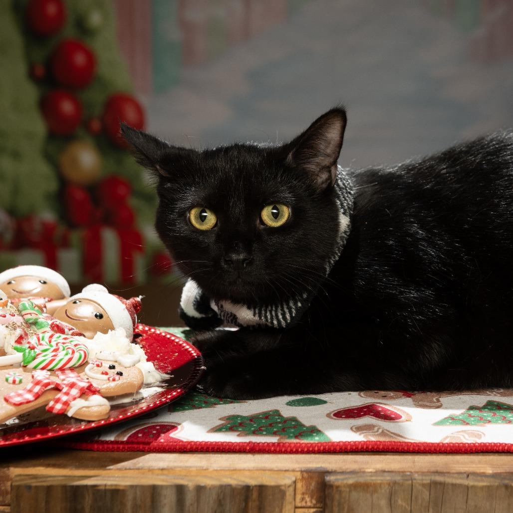 Admiral, Adoptable, Young Male American Shorthair.