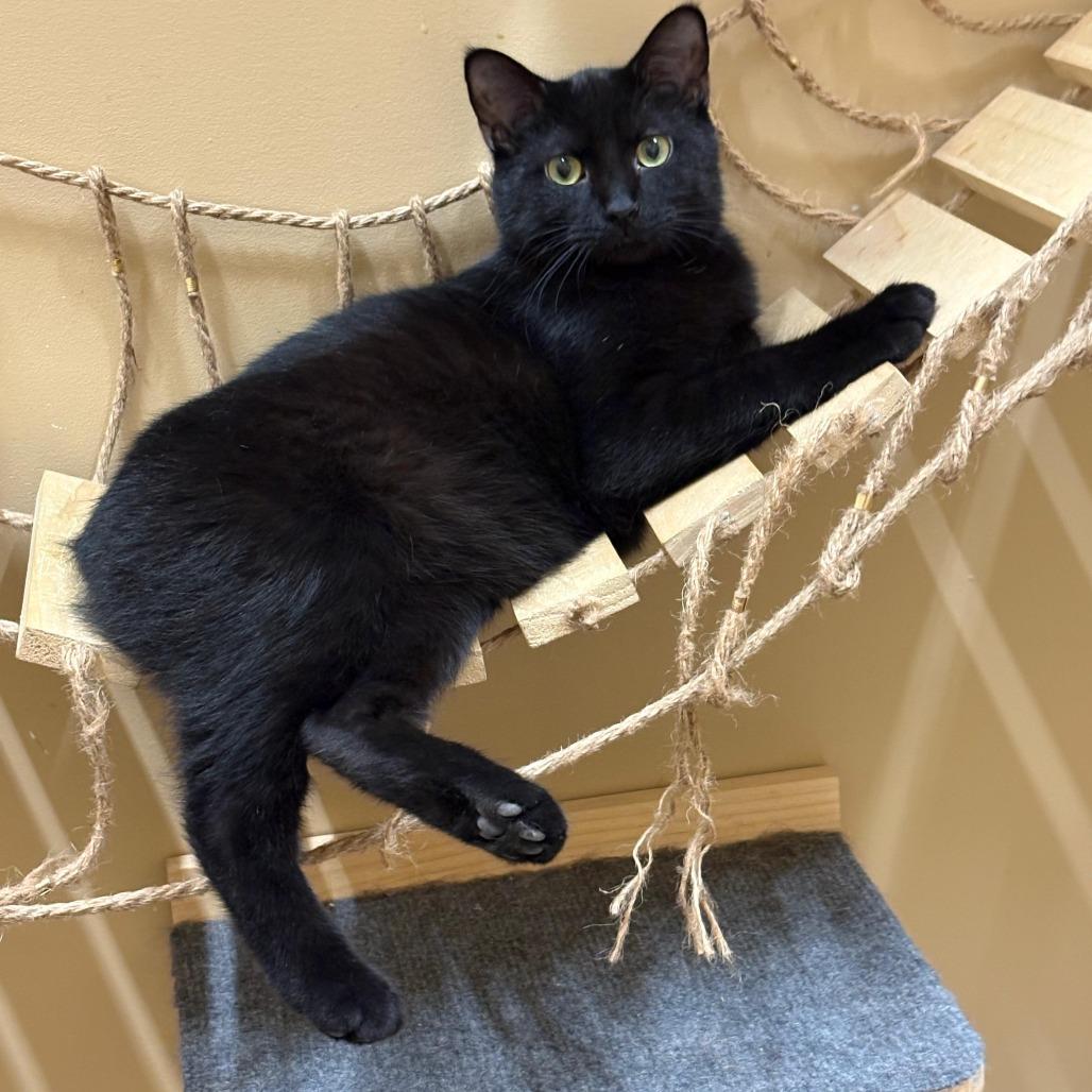 Admiral, Adoptable, Young Male American Shorthair.