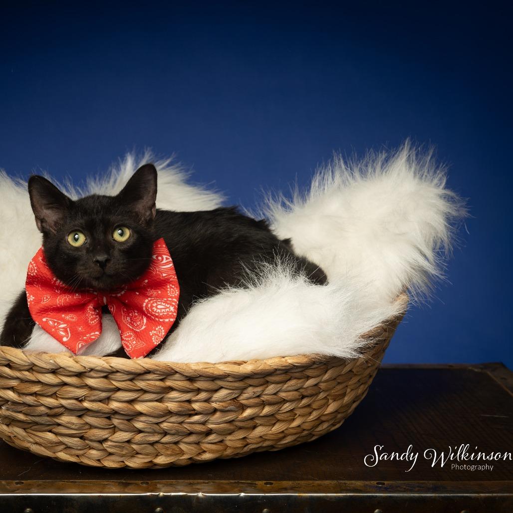 Admiral, a Adoptable American Shorthair in Tipton, IN image 3/6