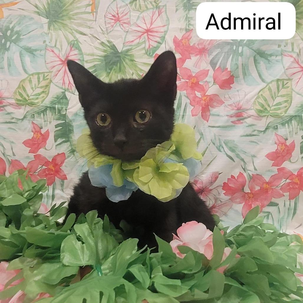 Admiral, a Adoptable American Shorthair in Tipton, IN image 4/6