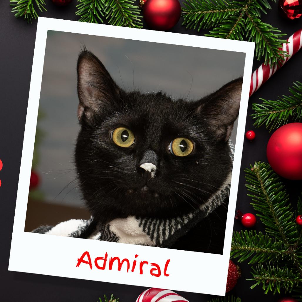 Admiral, a Adoptable American Shorthair in Tipton, IN image 5/6