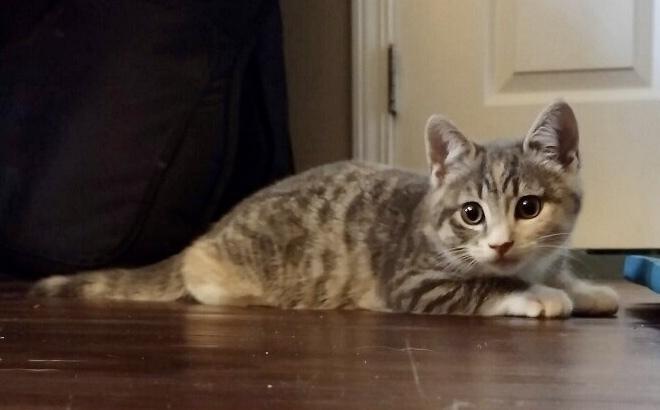 ❤️  Phoebe Buffay ❤️, Adopted, Kitten Female Domestic Short Hair & Domestic Short Hair.