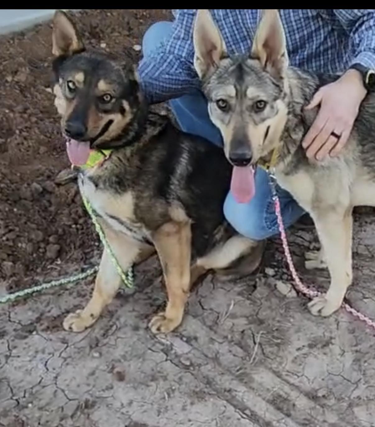 Enlarge Pina, a ADOPTABLE German Shepherd Dog in Valley Center, KS image 5/6