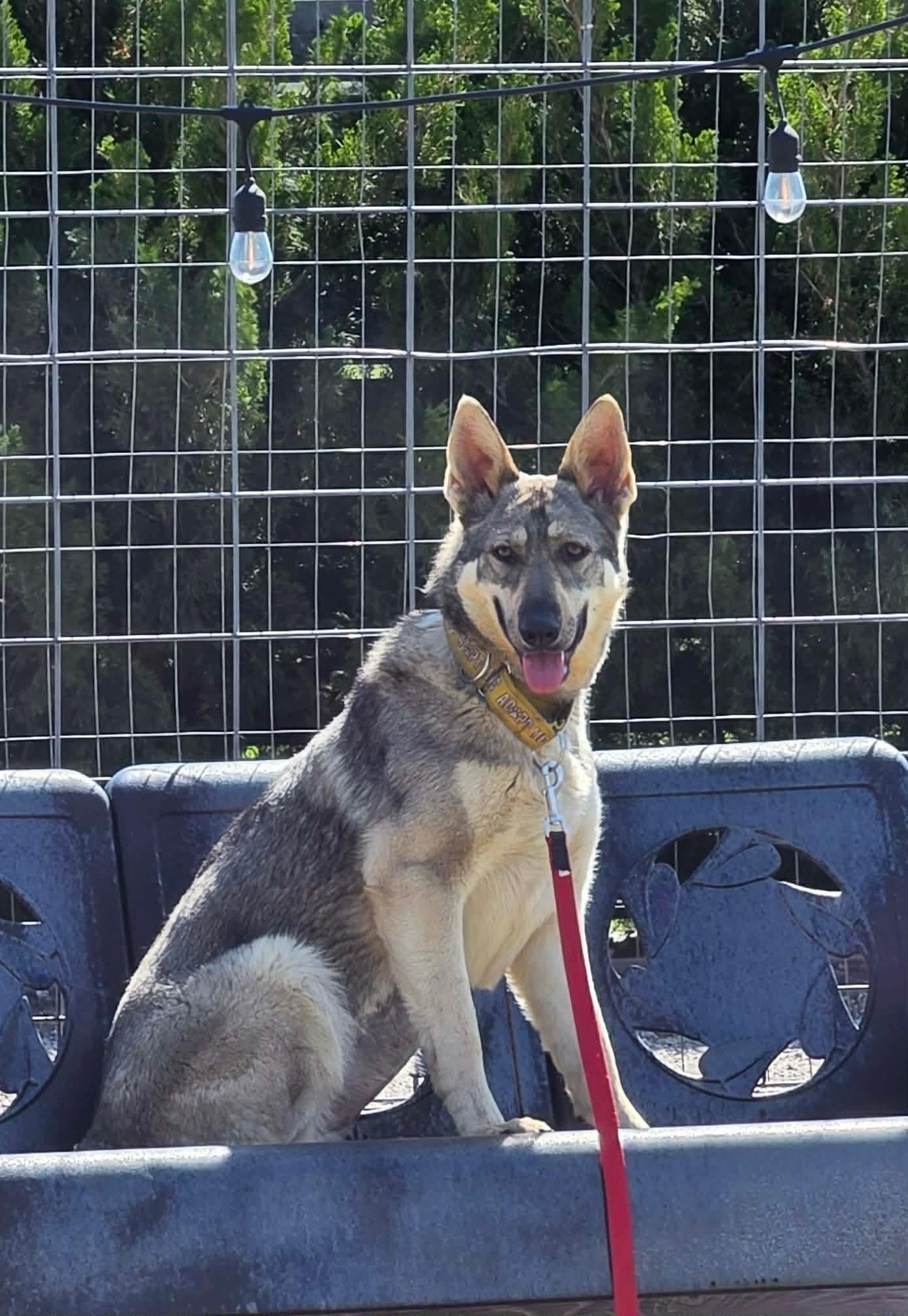 Enlarge Pina, a ADOPTABLE German Shepherd Dog in Valley Center, KS image 4/6