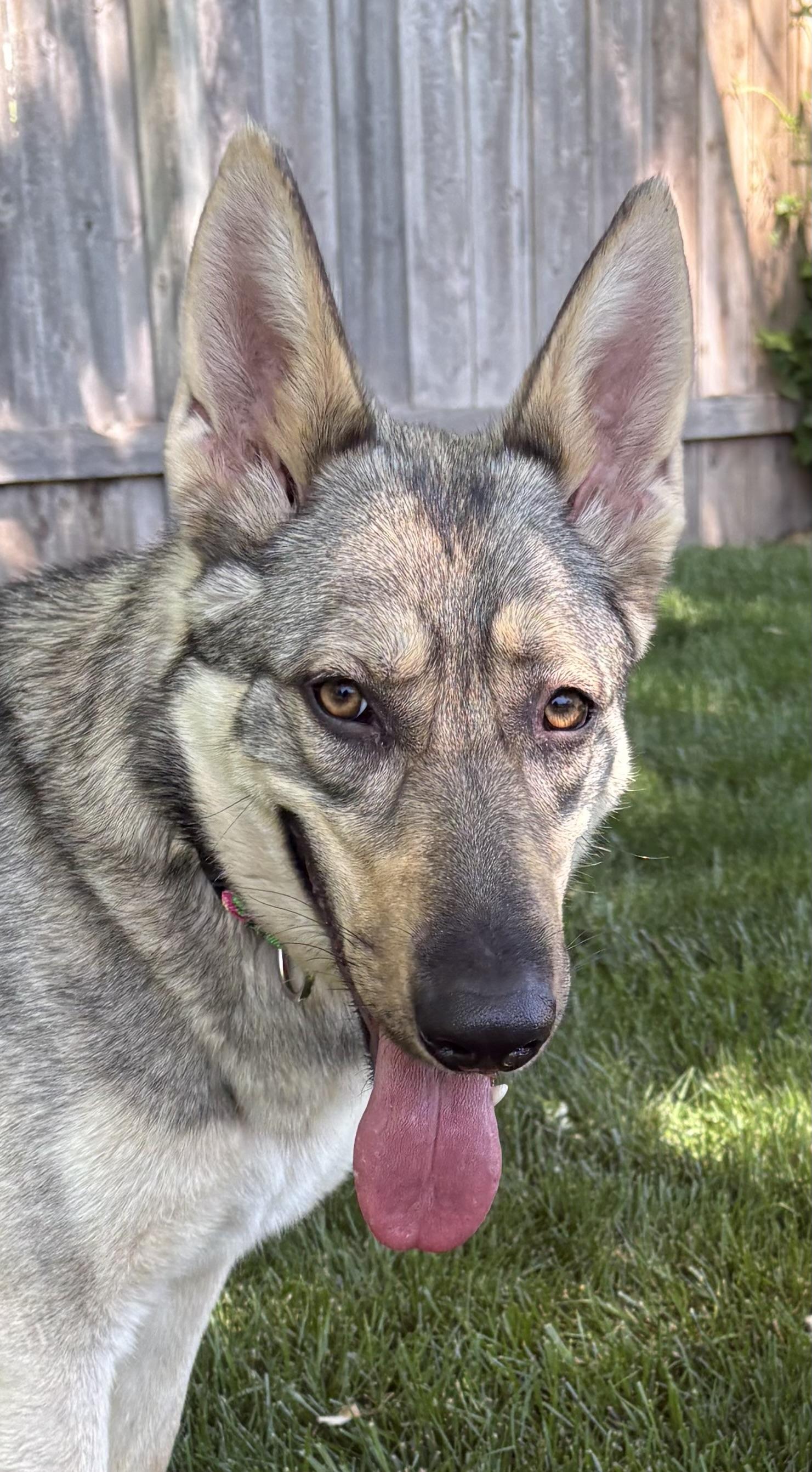 Enlarge Pina, a ADOPTABLE German Shepherd Dog in Valley Center, KS image 3/6