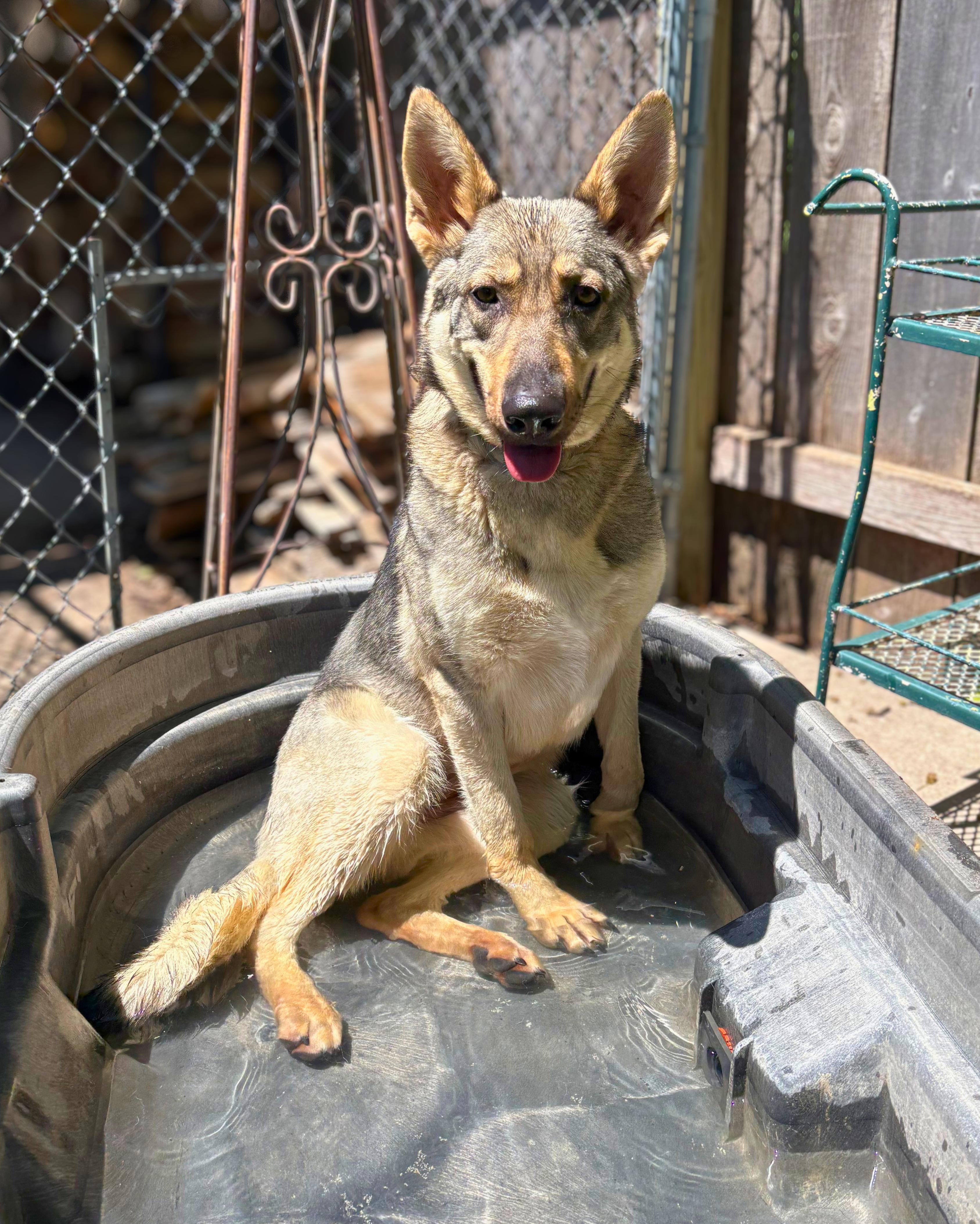 Enlarge Pina, a ADOPTABLE German Shepherd Dog in Valley Center, KS image 2/6