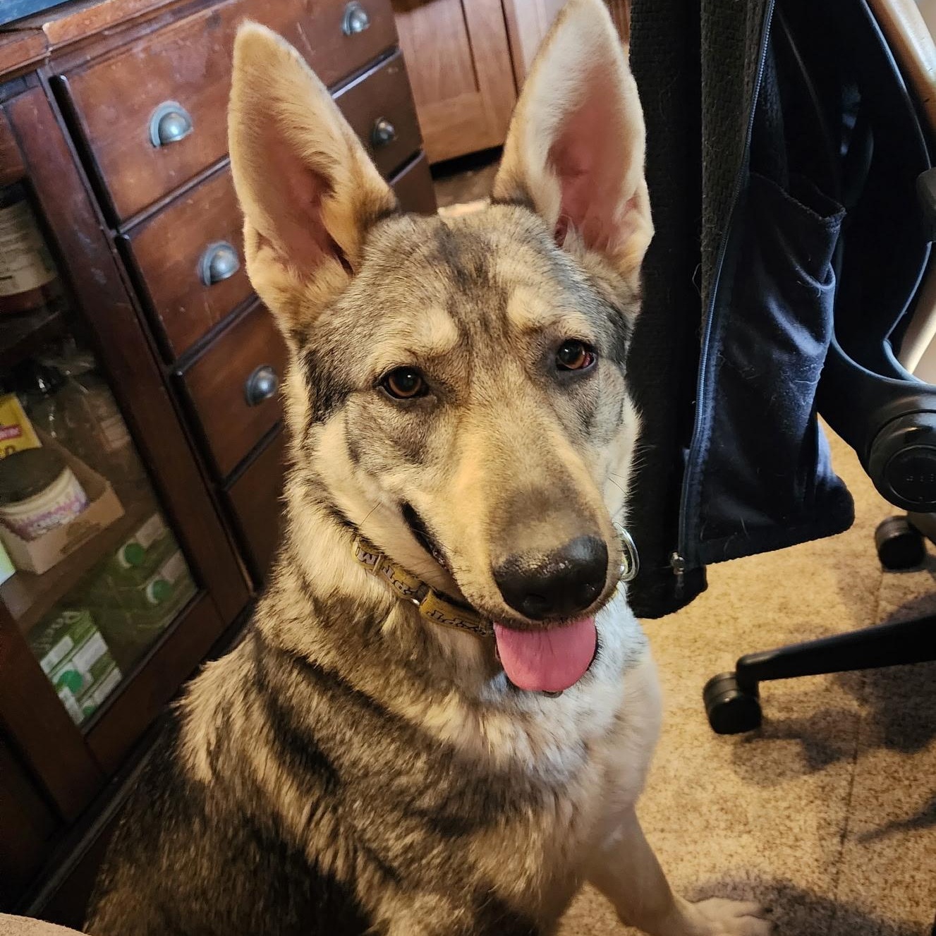 Pina, ADOPTABLE, Adult Female German Shepherd Dog.