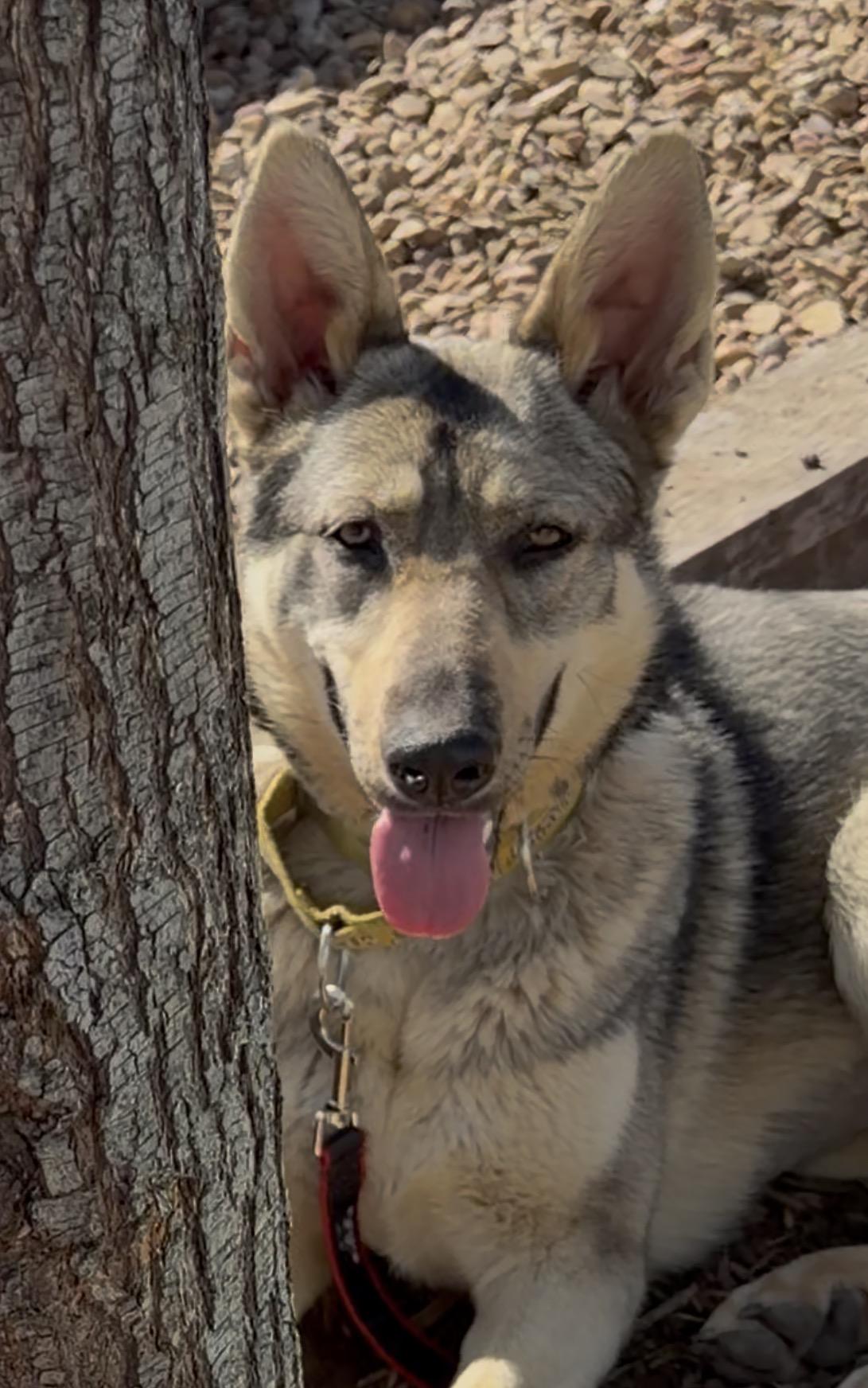 Enlarge Pina, a ADOPTABLE German Shepherd Dog in Valley Center, KS image 3/6